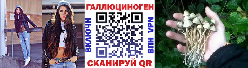 дарнет шоп  Канск  Галлюциногенные грибы Psilocybe 
